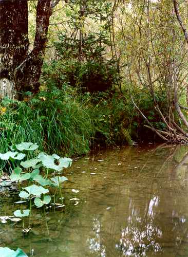 ���� �.����������